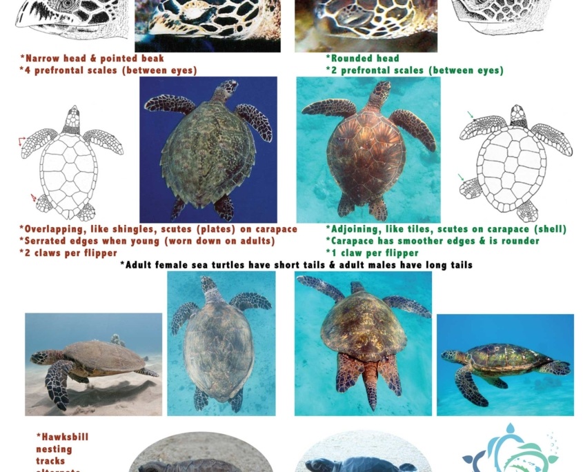 Hawksbill&GreenIDflyer_CKing1