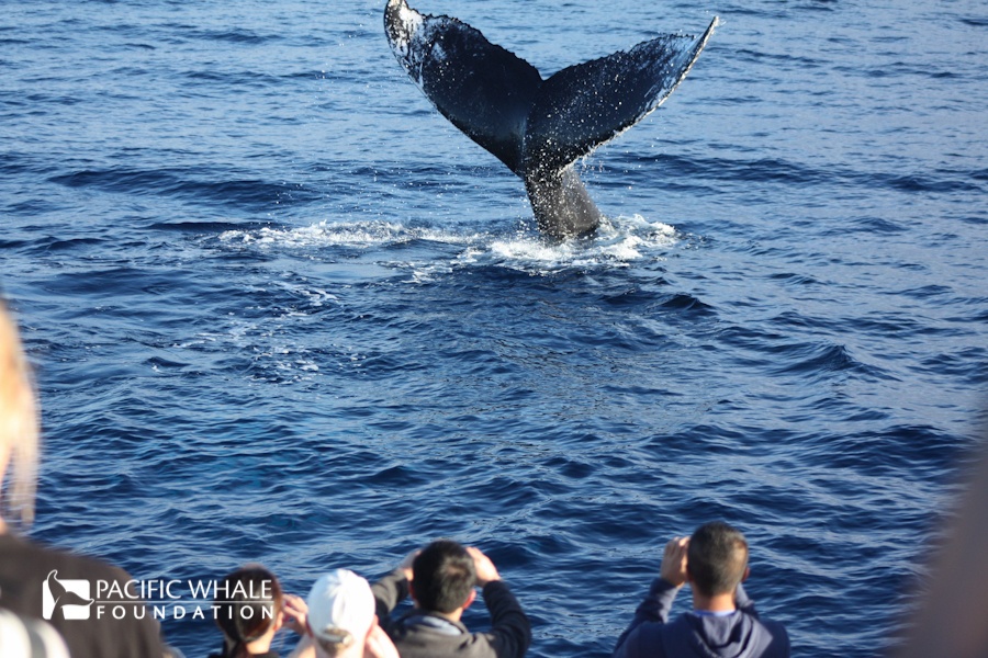 PWF Whale Watch