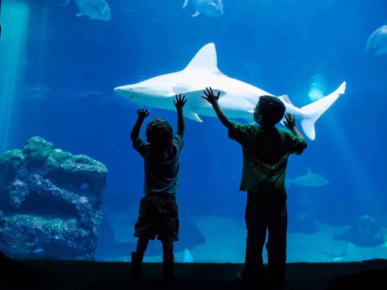 maui ocean center Kids petting shark