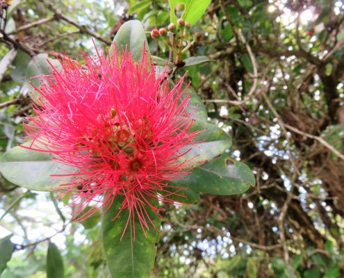 kauai hiking tours IMG