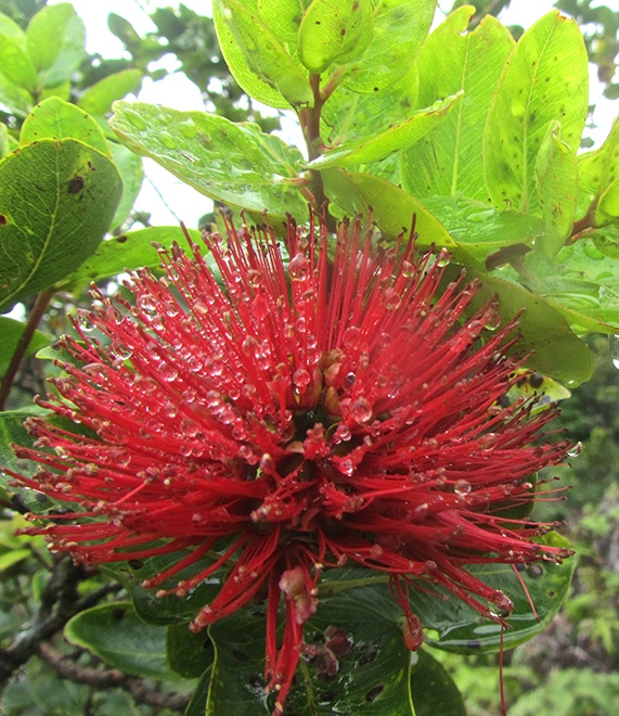 Tips & Videos To Help Stop The Spread of Rapid Ohia Death