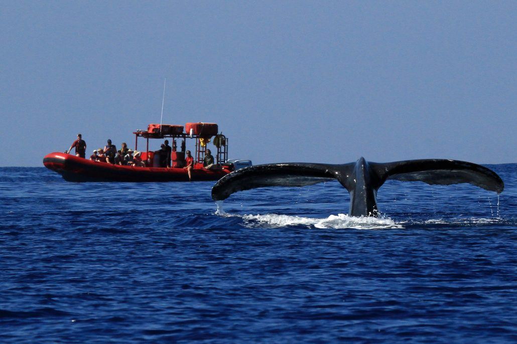 redline rafting whale watching