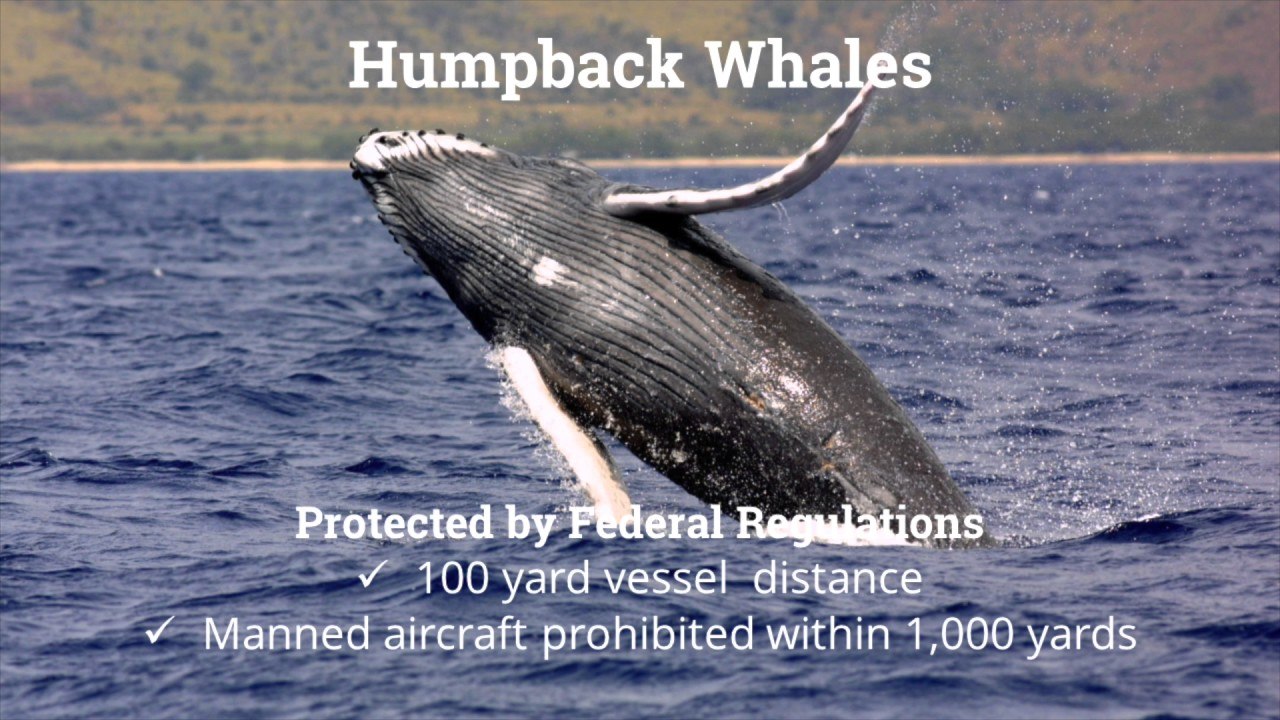 Understanding NOAA Marine Protection Laws