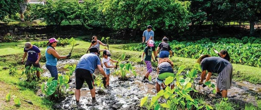 Ka Papa Lo'i o Kānewai Volunteer Workday